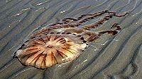 Kompaskwal aangespoeld op het strand (foto: Foto Fitis, Sytske Dijksen)