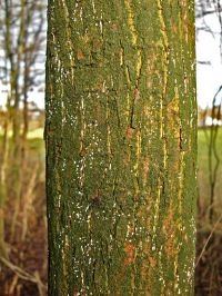 Boomstam met Zweephaarschijfje Flagelloscypha libertiana (foto: Peter Klok)