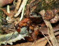 Behaarde rode bosmier met rups (foto: Piet Spaans)