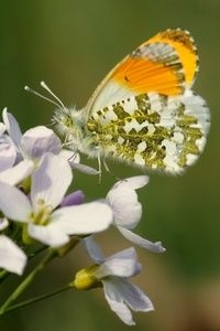 Later dan vorig jaar: het oranjetipje (foto: Chris van Swaay)