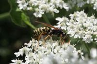 Franse veldwesp (foto: Rutger Barendse, Saxifraga)