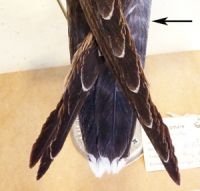 De fretmerken op de staart (foto: Ecomare)