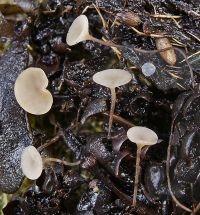 Gagelmummiekelkje (foto: Marjon van der Vegte)