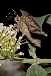 Bij deze gamma-uil zie je, als je goed kijkt, nog net de roltong (foto: Kars Veling)