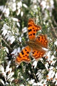 Gehakkelde aurelia op winterheide (Foto: Kars Veling)