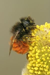 Vrouwtje Gehoornde metselbij (foto: Maarten Jacobs)