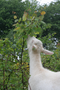 Geit knabbelt aan jonge boom (foto: Praktijknetwerk Voederbomen en Multifunctioneel Landgebruik)