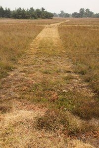 Maaibanen van hoog naar laag op de Regte Heide (foto: Michiel Wallis de Vries)