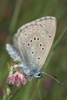 Gentiaanblauwtje (foto: Kars Veling)