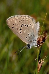 Gentiaanblauwtje: zeldzame soort van vochtige heide (foto: Kars Veling)