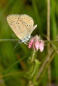 Het gentiaanblauwtje is als gidssoort gebruikt (foto: Michiel Wallis de Vries)