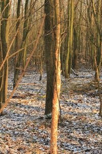 Dunne bomen zoals deze esdoorn zijn meestal als eerste aan de beurt (foto: Roeland Vermeulen)