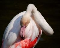 De Europese, inheemse flamingo (foto: Moody)