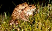 Een gewone pad-paartje op trek (foto: Jelger Herder)