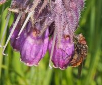 Gewone snuitvlieg nectardrinkend uit een gaatje in de bloemkroon van Gewone smeerwortel (foto: Paul Wouters en Marianne Horemans)