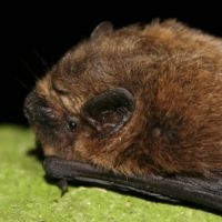 Close-up van de Gewone dwergvleermuis (foto: Wesley Overman)