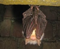 Gewone grootoorvleermuis (Foto: Rob Koelman)