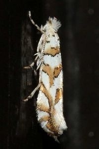 Een van de prachtige micro’s die in de Noordhollandse duinen zijn gevonden: gezaagde eikenvouwmot (foto: John van Roosmalen)