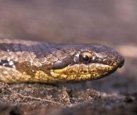 Gladde slang, een soort die als bedreigd op de Nederlandse Rode Lijst van reptielen staat (foto: Edo van Uchelen)