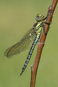 Zodra de temperatuur hoger wordt zullen veel glassnijders tevoorschijn komen (foto: Kim Huskens)