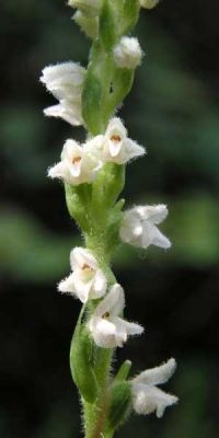 Dennenorchis (foto: Hans Dekker)