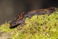 goudstreepsalamander