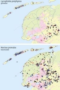 Kaartjes van granietuil (boven) en huismoeder (onder) (bron: Vlinderwerkgroep Friesland)