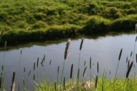 Bloeiende grassen (foto: Arnold van Vliet)