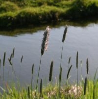 Bloeiend gras (foto: Arnold van Vliet)