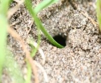 Grasblad in hol van emelt (foto: Henk Vlug)