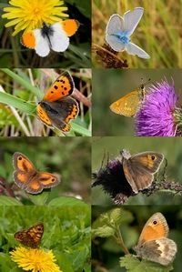 Een aantal graslandvlinders: oranjetipje, icarusblauwtje, kleine vuurvlinder, groot dikkopje, oranje en bruin zandoogje, argusvlinder en hooibeestje (foto’s: Kars Veling)