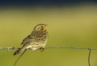 Akkerreservaten helpen bedreigde akkervogels als de Grauwe gors in stand te houden (foto: Hugo Willocx)