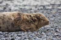 Jonge grijze zeehond (foto: Richard Witte van den Bosch)