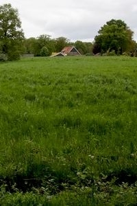 Heel veel agrarisch grasland is groen: zonder kleur, zonder kruiden (foto: Kars Veling)