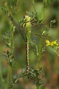 Groene glazenmaker, vrouwtje (foto: Wilma van Holten)