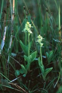 Groenknolorchis, een zeldzame  en bedreigde orchidee die voorkomt in goed ontwikkelde zoet-zoutgradienten (foto: Marijn Nijssen Stichting Bargerveen)