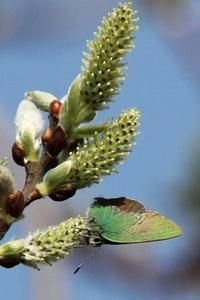 Het vroegste groentje ooit (foto: Jan Hartog)