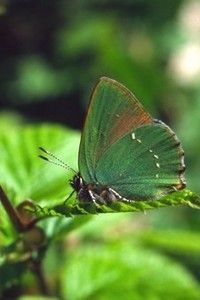 Groentje op vers groen blad (foto: Kars Veling)