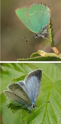 Twee voorjaarsvlinders, boven groentje en onder boomblauwtje (foto’s: Kars Veling)