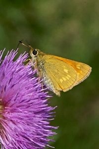 Groot dikkopje is te herkennen aan de vlekjes op de vleugel (foto: Kars Veling)