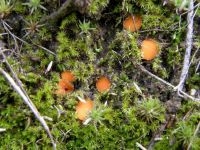 Groot oranje mosschijfje (foto: Paul Wouters en Marianne Horemans)