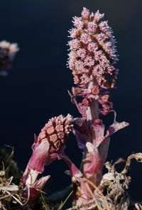 Mannelijke planten van Groot hoefblad (foto: Wout van der Slikke)