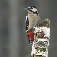 Grote bonte specht (foto: Marek Szczepanek)