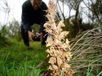 Grote bremraap op nieuwe locatie in Montferland (foto: Benno te Linde)