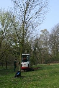 Al eerder werden er in Heerlen grote iepen geplant voor de iepenpage (foto: Kars Veling)