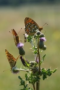 Grote parelmoervlinder is één van de specialiteiten van de Hoge Veluwe (foto: Chris van Swaay)