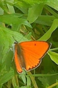 De grote vuurvlinder (carueli) uit Limburg (foto: Jos)