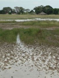 Leefgebied van grutto’s in Guinee-Bissau (foto: Kening fan ’e Greide)