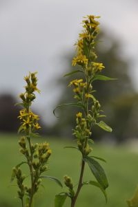 Echte guldenroede langs bermtalud in de Achterhoek (foto: Wout van der Slikke)