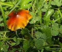 Zwartwordende wasplaat (Foto: Leo Janssen)